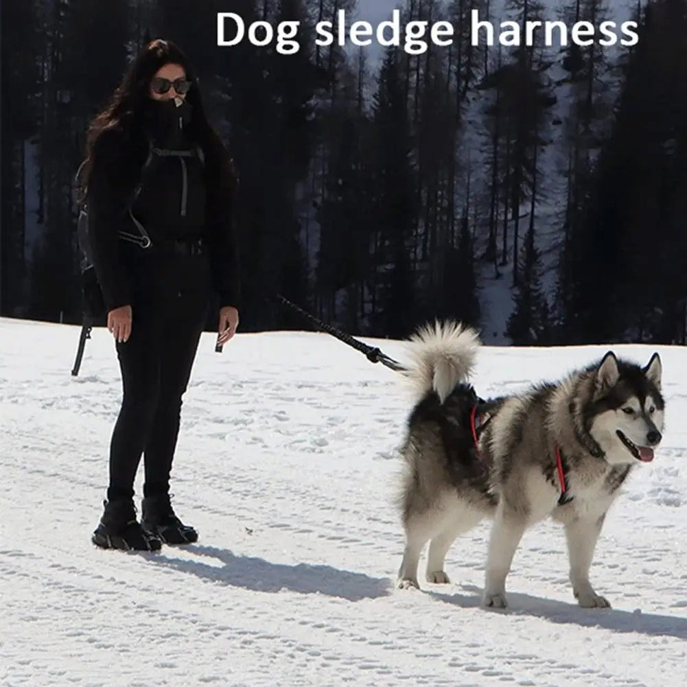Arnés Acolchado Reflectante para Perros - Ajustable para Paseos Nocturnos
