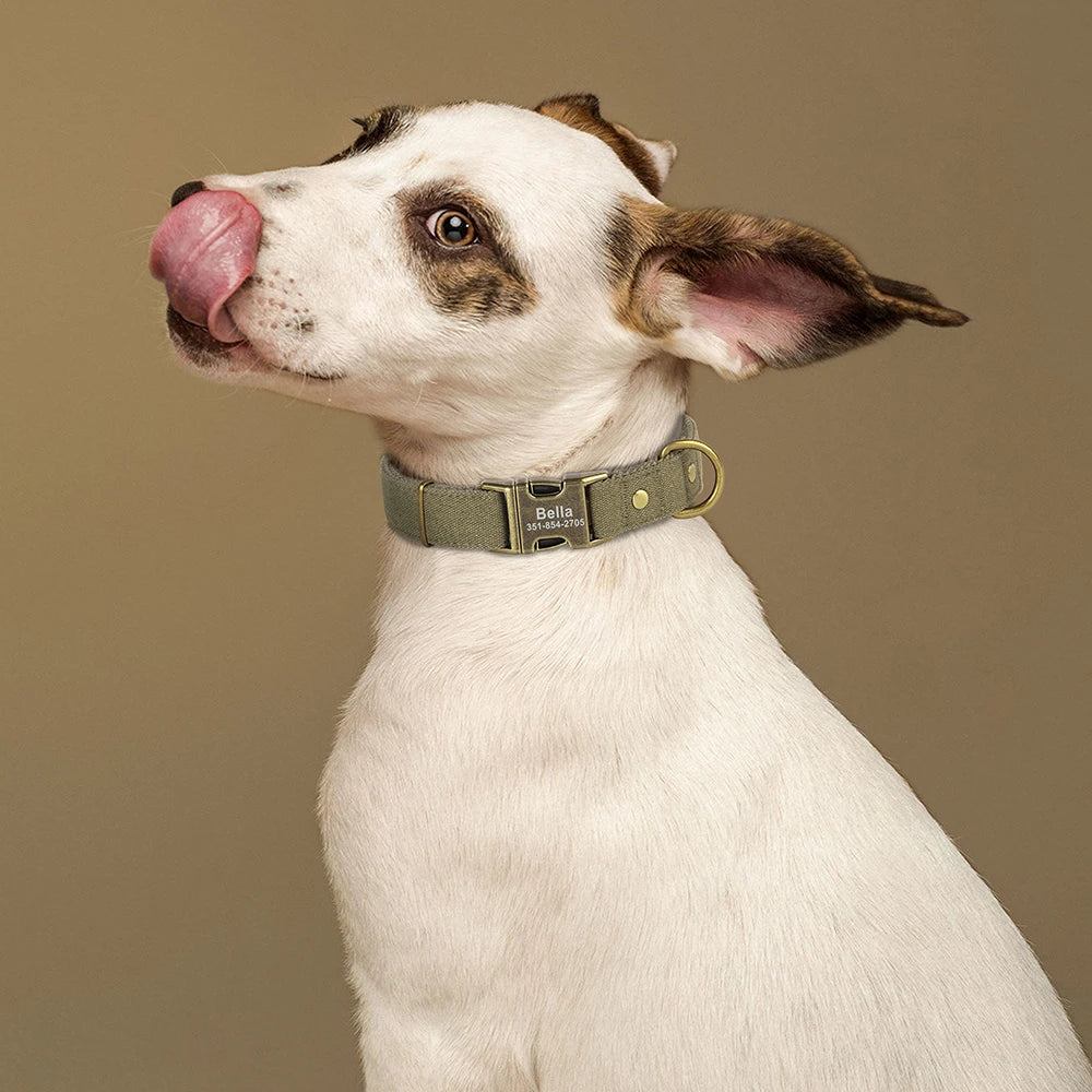Collar Personalizado para Perro con Placa de Identificación Grabada - Nylon Resistente