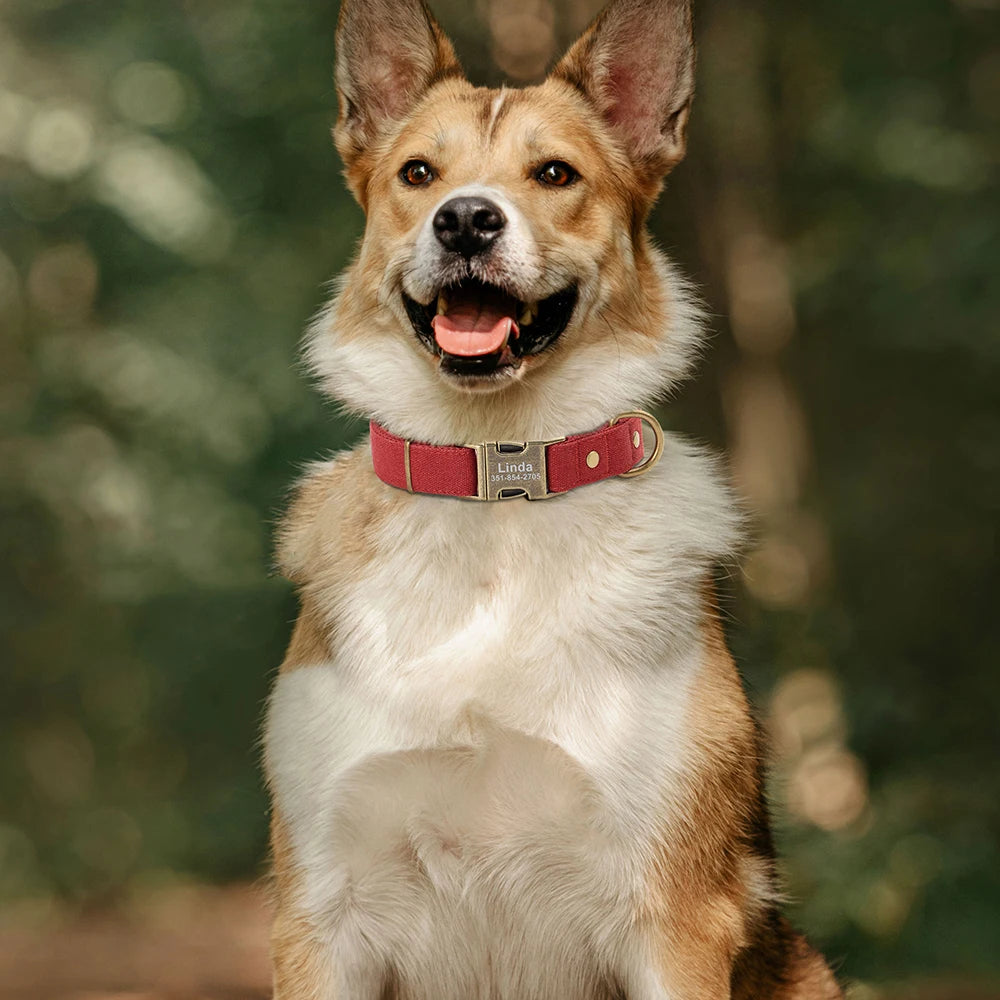 Collar Personalizado para Perro con Placa de Identificación Grabada - Nylon Resistente