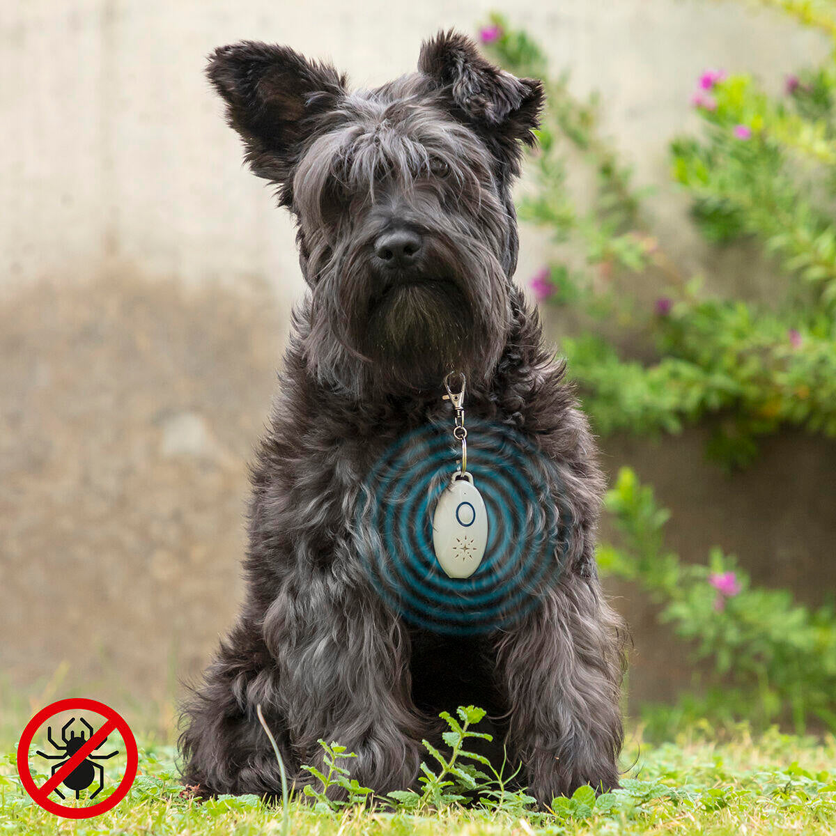 Repelente Antiparásitos por Ultrasonidos para Mascotas - Recargable y Sin Químicos